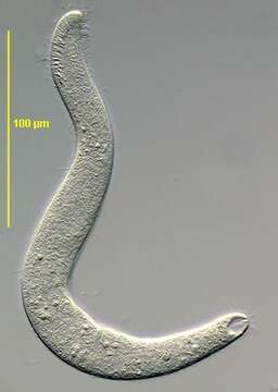 Image de Arcuospathidium Foissner 1984