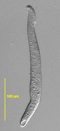 Image of Arcuospathidium Foissner 1984