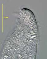 Image de Arcuospathidium Foissner 1984