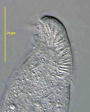 Image of Arcuospathidium Foissner 1984