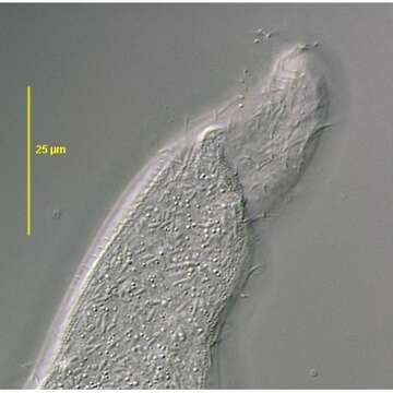 Image de Arcuospathidium Foissner 1984