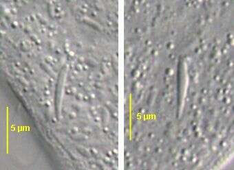 Image de Arcuospathidium Foissner 1984