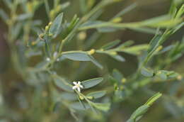 Image of Olax stricta R. Br.
