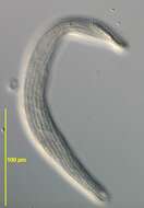 Image de Arcuospathidium Foissner 1984