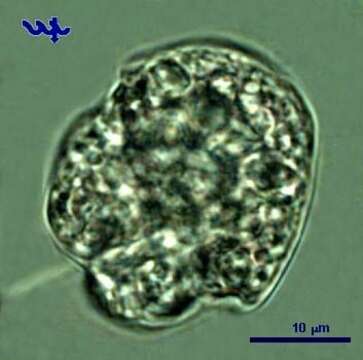 Sivun Dinoflagellata kuva