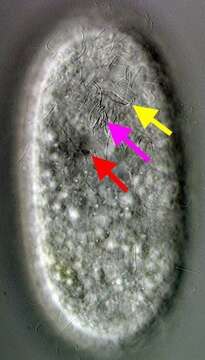 Image of Parafurgasonia sorex (Penard 1922) Foissner & Adam 1981