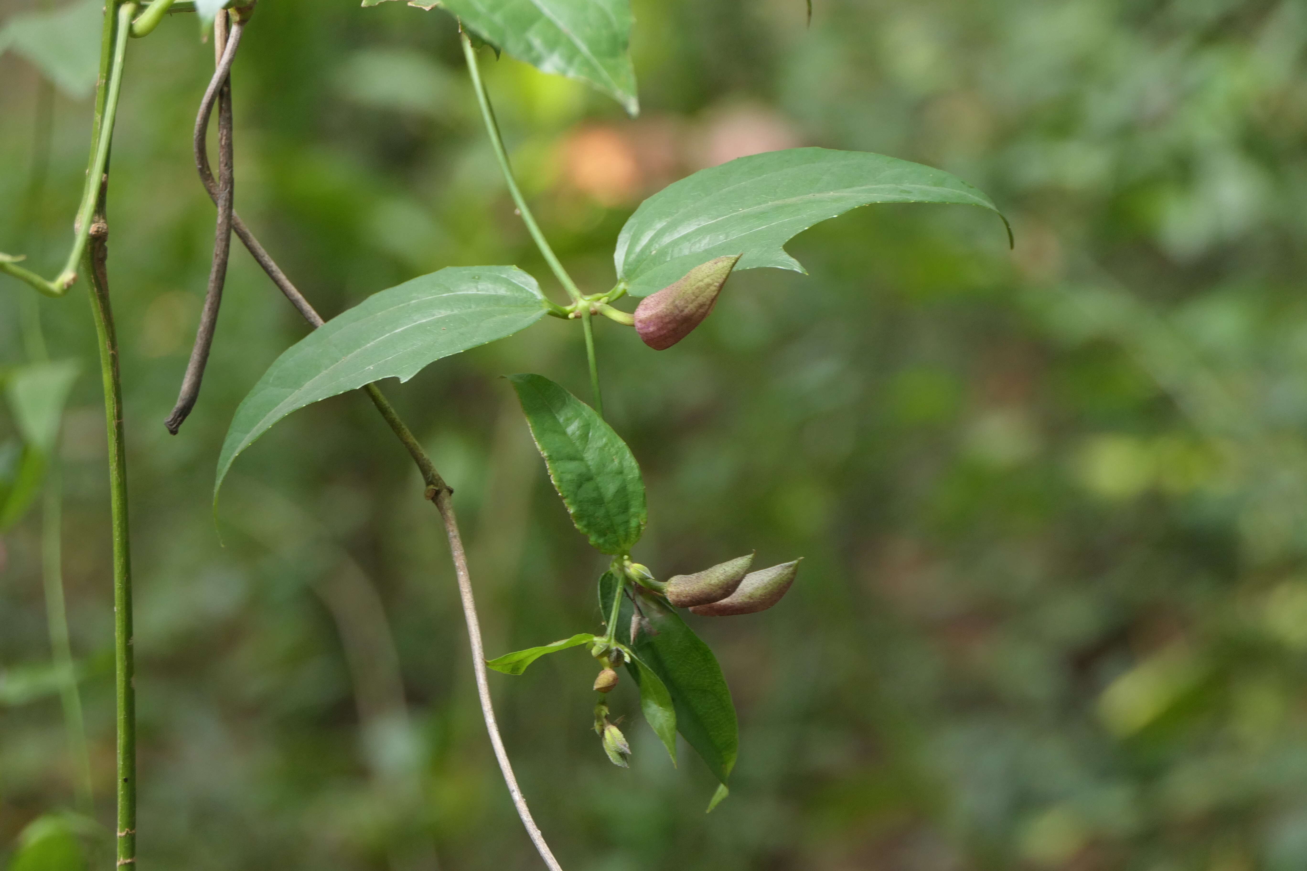 Image of laurel clockvine