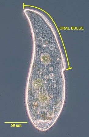 Spathidiidae resmi