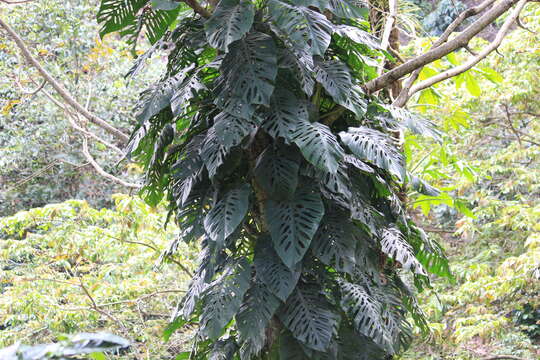 Image of Monstera siltepecana Matuda