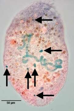 Image de Spathidiidae