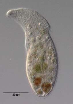 Image of Arcuospathidium cultriforme scalpriforme