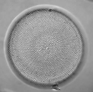 صورة Coscinodiscus jonesianus