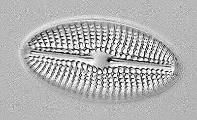 Image of Diploneis elliptica (Kützing) Cleve 1894