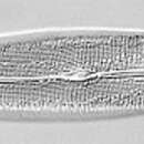 Sivun Gyrosigma acuminatum kuva