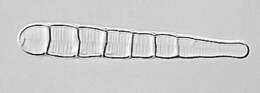 Meridion circulare (Greville) C. Agardh 1831 resmi