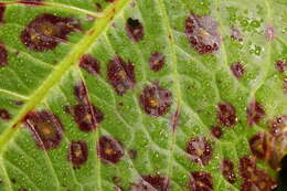 Image of Ramularia rubella (Bonord.) Nannf. 1950