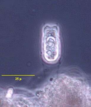 Image of Metacystis borrori Aladro-Lubel & Martinez-Murillo 2003