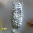 Image of Metacystis borrori Aladro-Lubel & Martinez-Murillo 2003