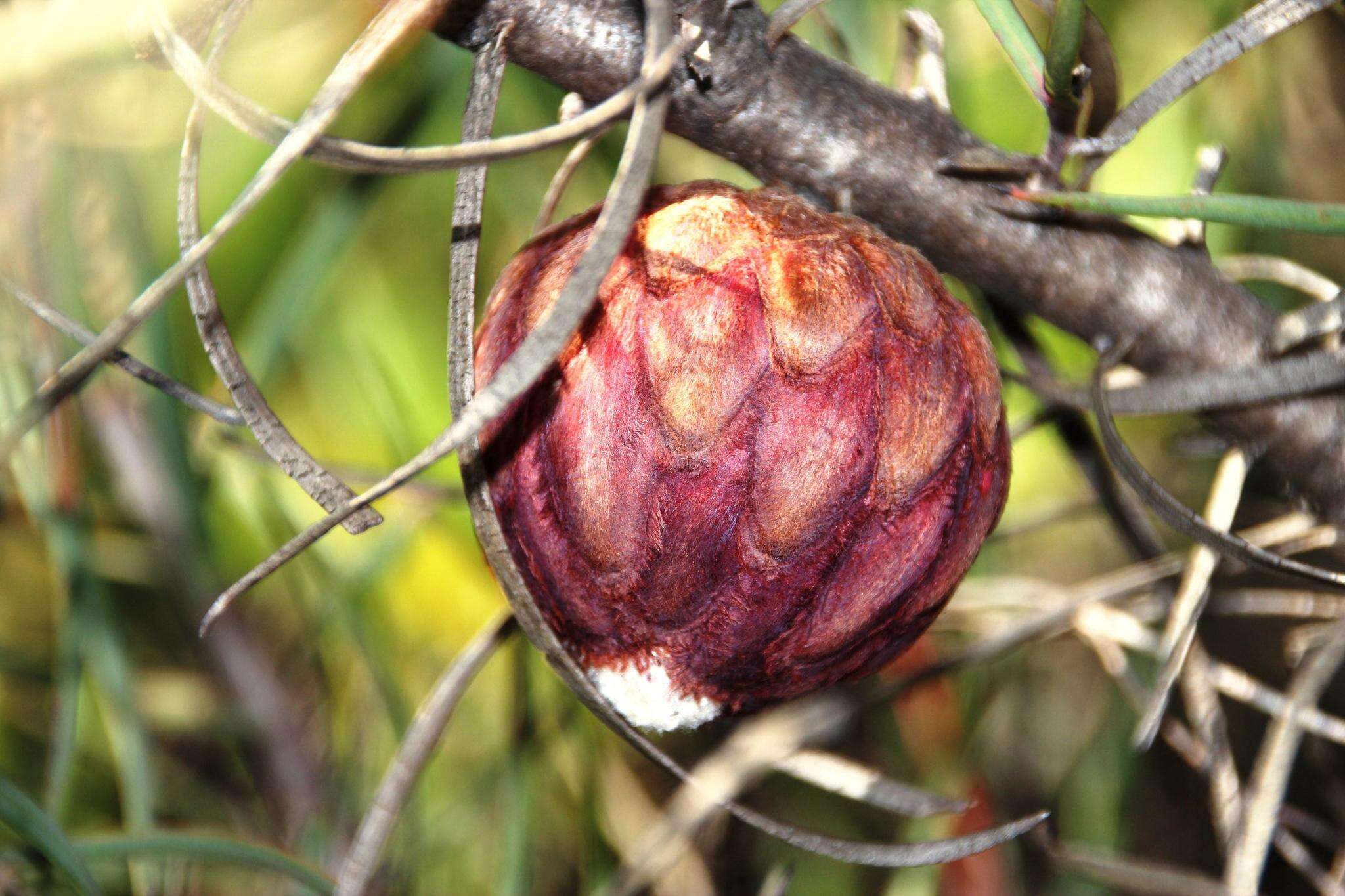 Image of Patent-leaf protea