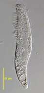 Image of Blepharisma hyalinum