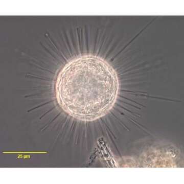 Image of <i>Acanthocystis penardi</i>