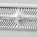 Navicula oblonga的圖片