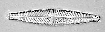 Image of Navicula viridula