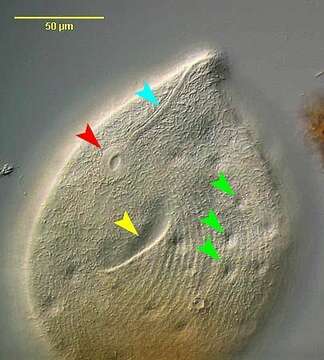 Image of Trachelius ovum