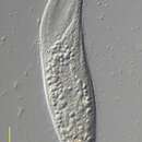 Image of Acineria incurvata