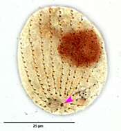 Image of Uronematidae