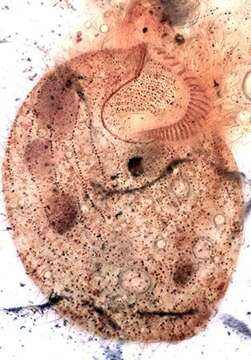 Image de Condylostomides da Silva Ne 1994