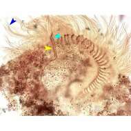 Image of Condylostomides da Silva Ne 1994