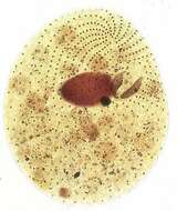 Image of reniform colpodean ciliate