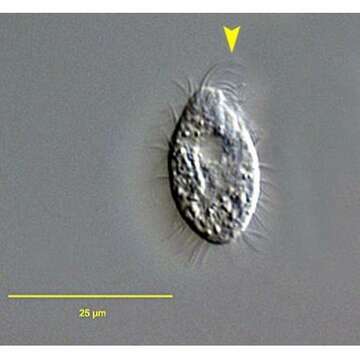 Image of Cyrtolophosis mucicola