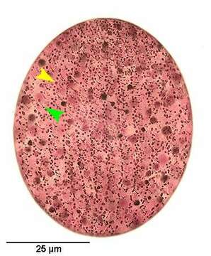 Image of Parafurgasonia sorex (Penard 1922) Foissner & Adam 1981