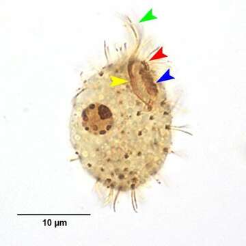 Image of Cyrtolophosis mucicola