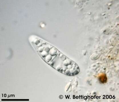 Image of Gammaproteobacteria