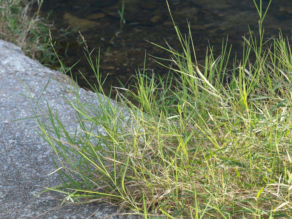 Image of southern cutgrass