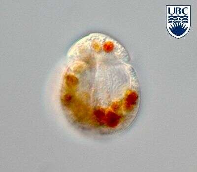 صورة Heterocapsa rotundata