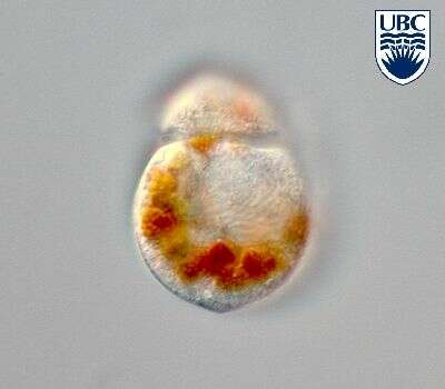 صورة Heterocapsa rotundata