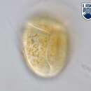 Imagem de Amphidinium corpulentum