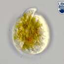 صورة Amphidinium operculatum