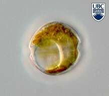 صورة Dinoflagellata