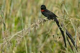 Image of Red-collared Whydah