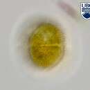 صورة Spiniferodinium galeiforme