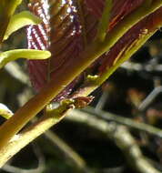 Image of Tapiscia sinensis Oliver