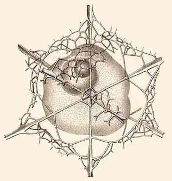 Image de Octodendron cubocentron Haeckel 1887