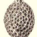 Image of Stylatractus neptunus Haeckel 1887