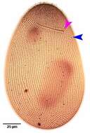 Слика од Nassulopsis elegans (Ehrenberg 1834) Foissner, Berger & Kohmann 1994