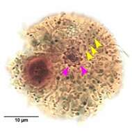 Image of Urotricha farcta Claparède & Lachmann 1859